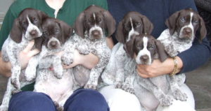 German shorthair puppy for hot sale sale