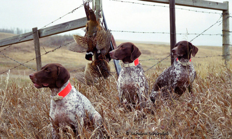 Breeder’s List – German Shorthaired Pointer Club of Canada